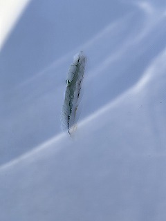 2024-06-15 12.48.00-1