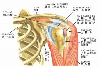 250602_上腕二頭筋